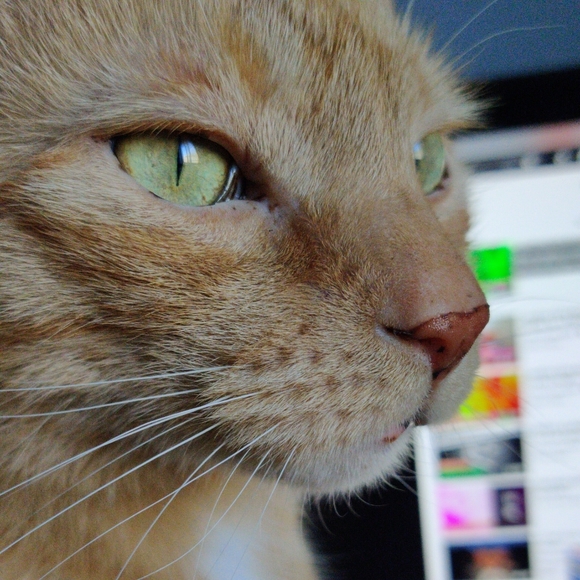 Meet your Posher, Ana - Picture 1 of 1